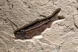 Museum-Quality Green River Fossil Fish Triptych #369070-3